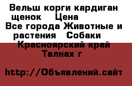 Вельш корги кардиган щенок  › Цена ­ 35 000 - Все города Животные и растения » Собаки   . Красноярский край,Талнах г.